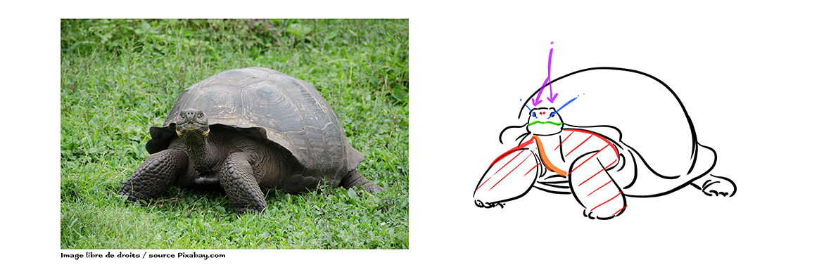 photo de référence pour dessiner la tortue