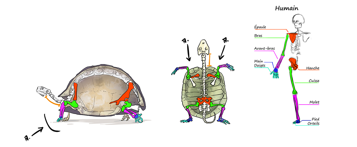 Schéma comparatif des différences entre le squelette humain et le squelette d'une tortue en vue du dessin