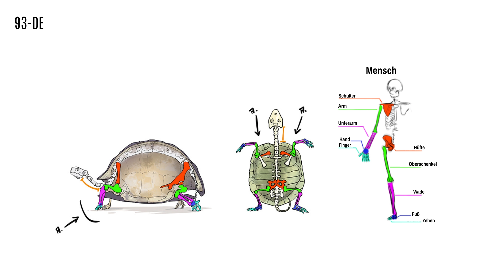 Vergleichsschema der Unterschiede zwischen dem menschlichen Skelett und dem Skelett einer Schildkröte aus der Sicht des Zeichnens