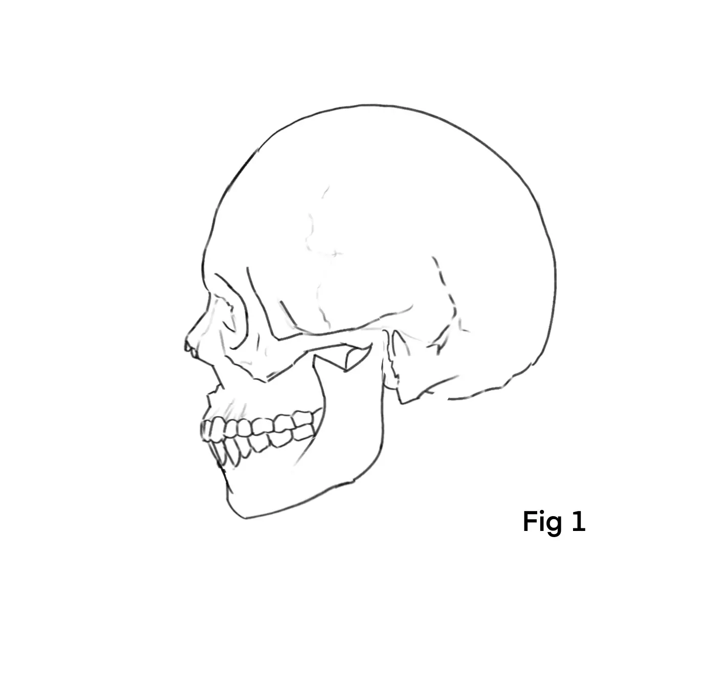  dessin d’un crâne de profil 