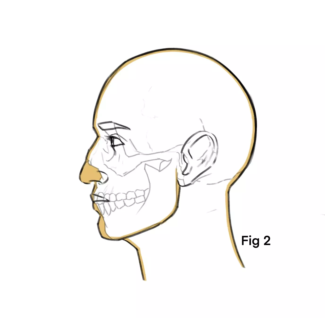 dessin des muscles faciaux d’un visage de profil