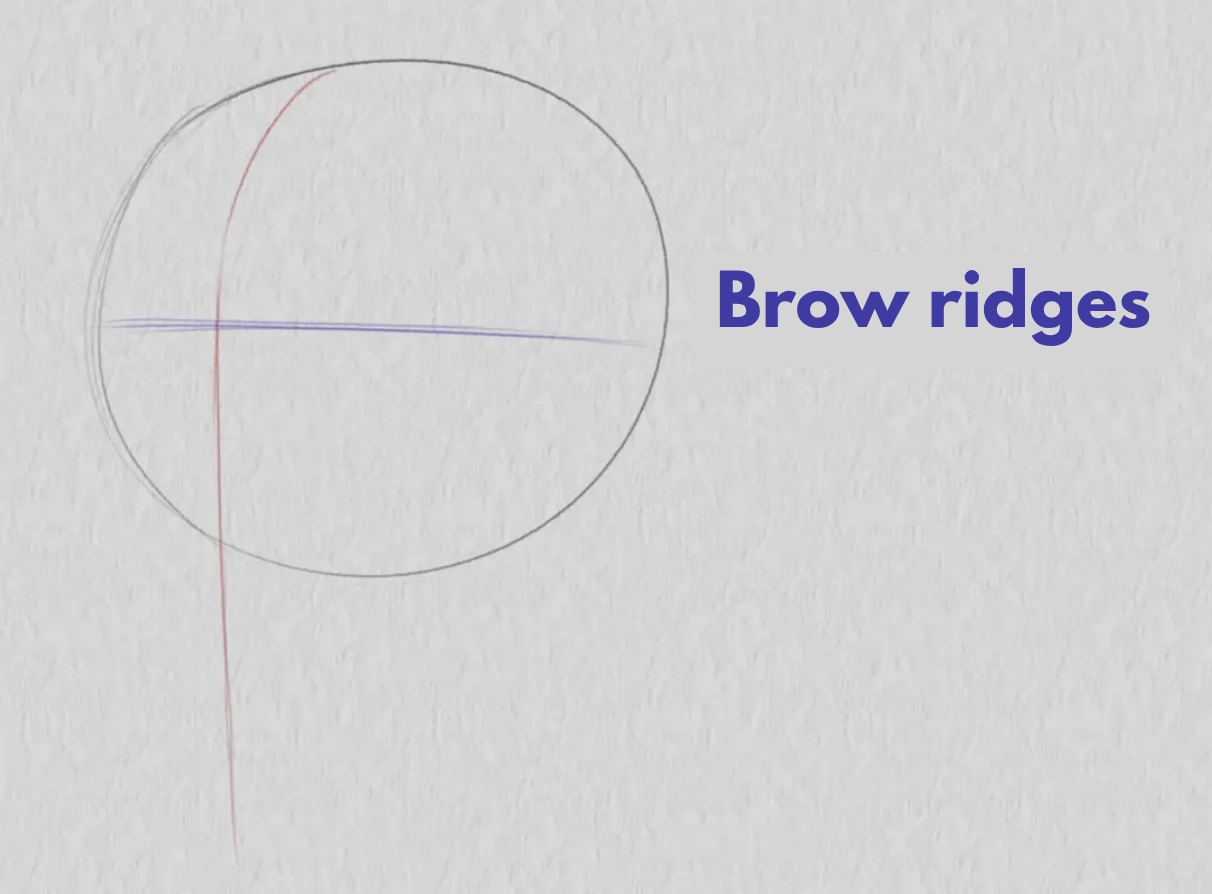 drawing the arches of a face in three quarters