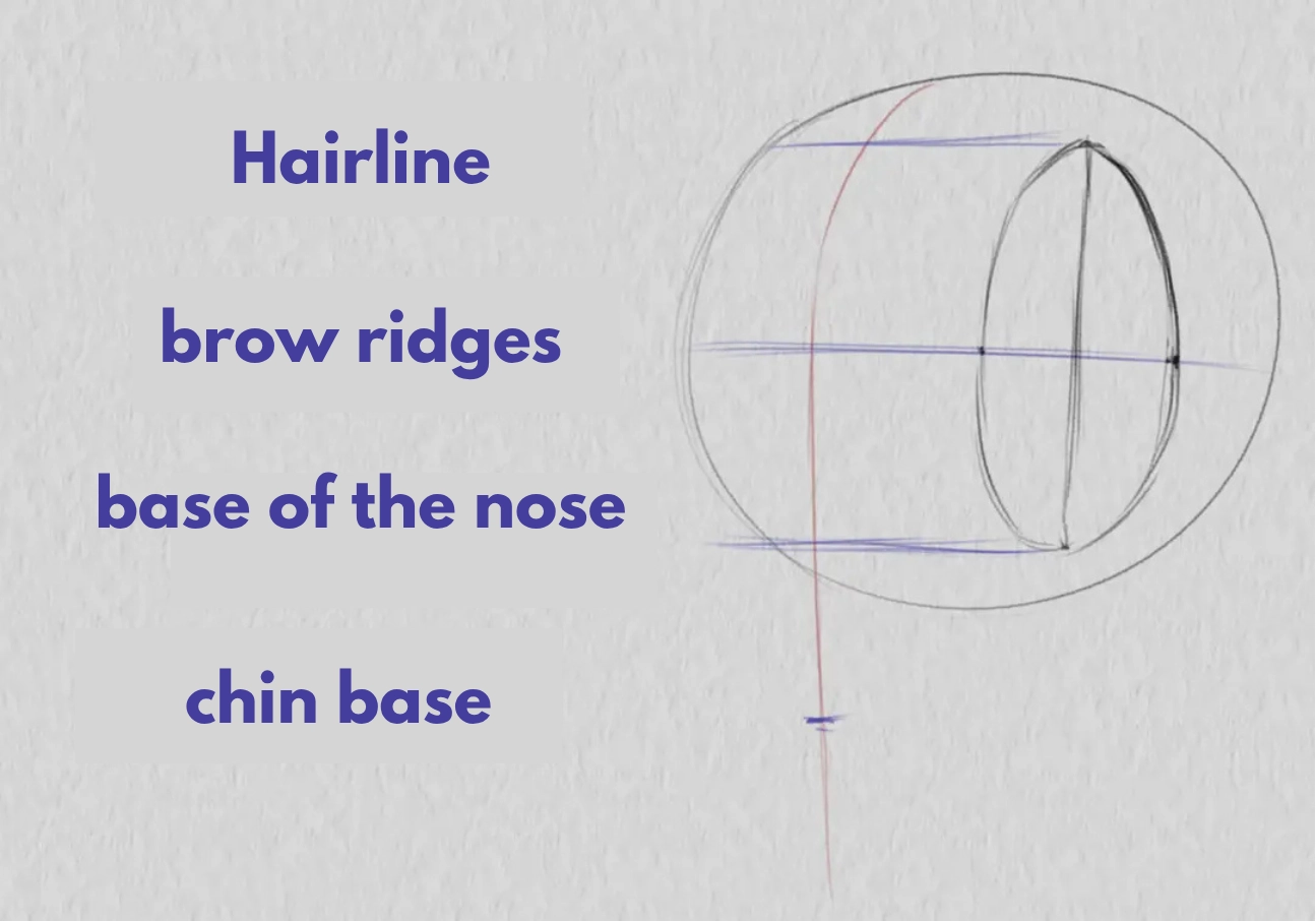drawing the base of the jaw on a face in three-quarter view
