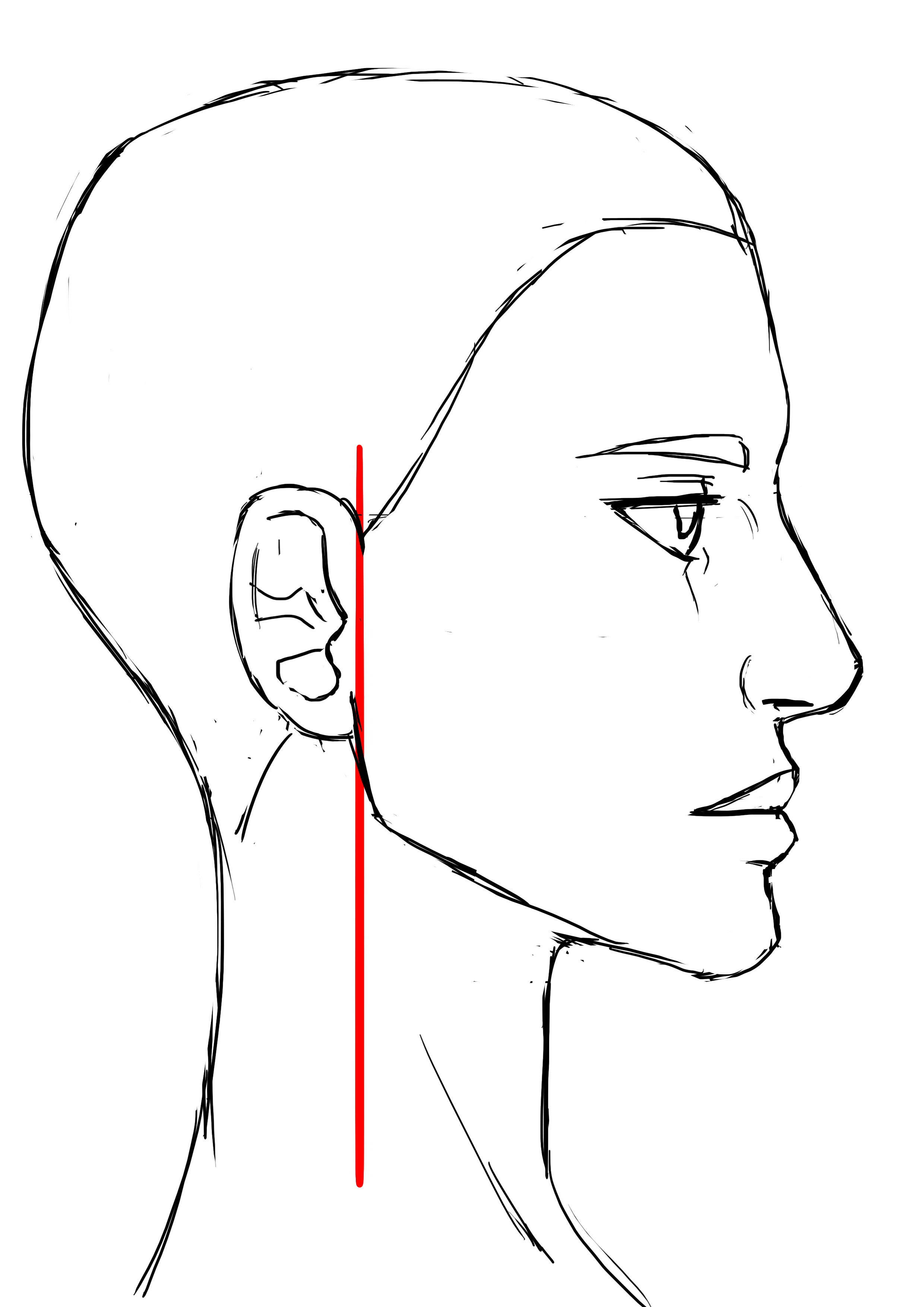 proportions de l'oreille pour le visage de femme