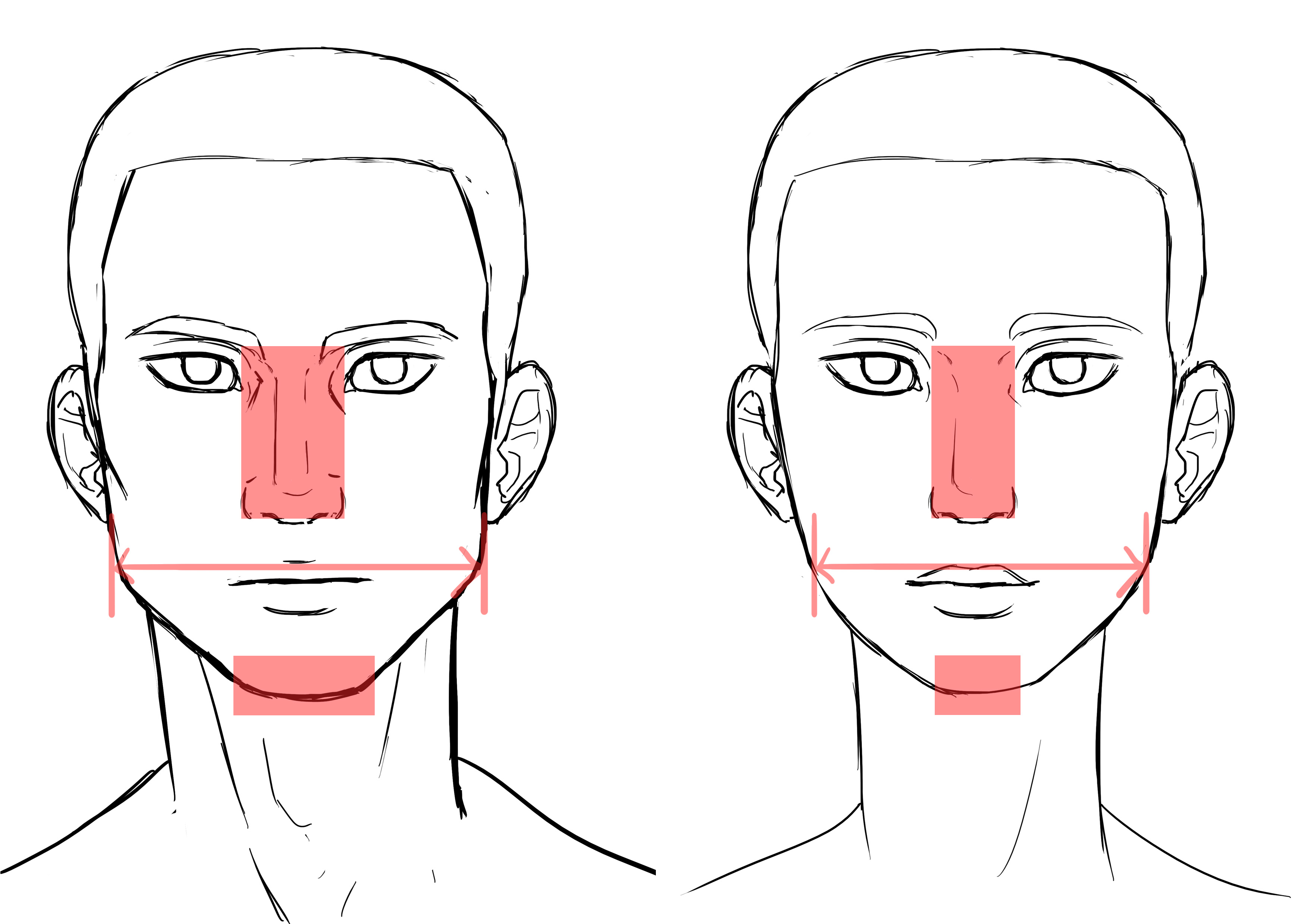 différences dans la forme du visage entre homme et femme